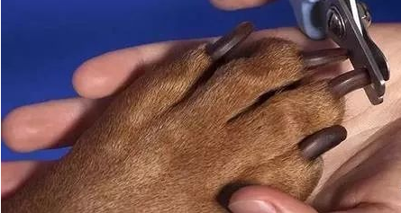 dog nail
